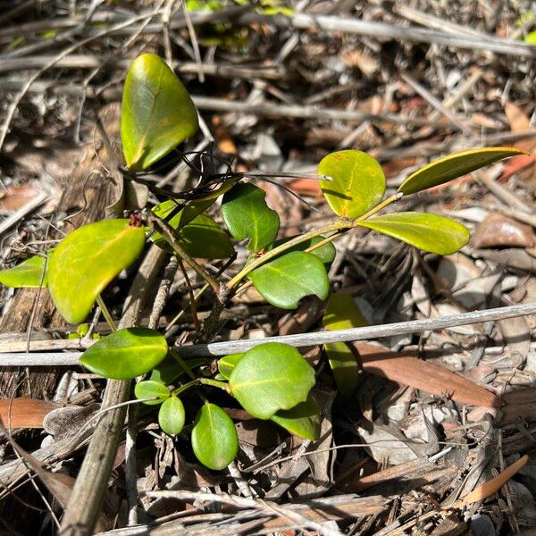 Phyllanthus conjugatus Lapas