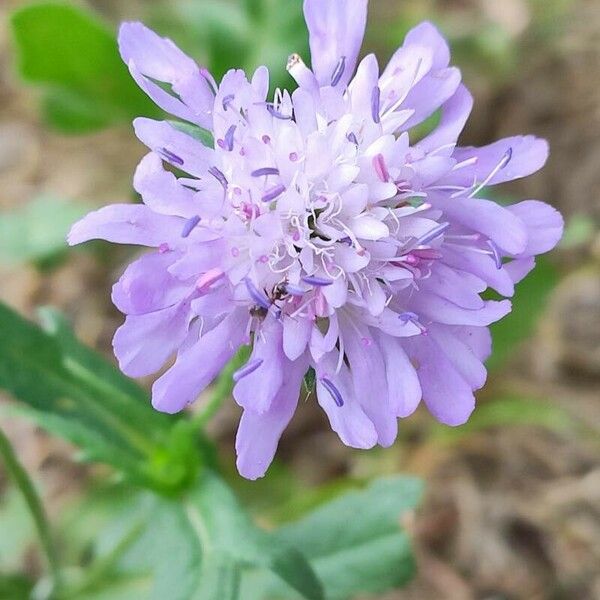 Knautia dipsacifolia Flower