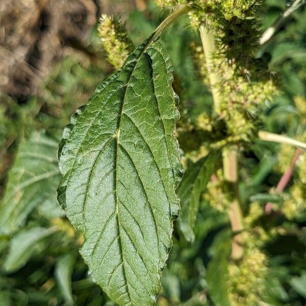 Amaranthus powellii Φύλλο