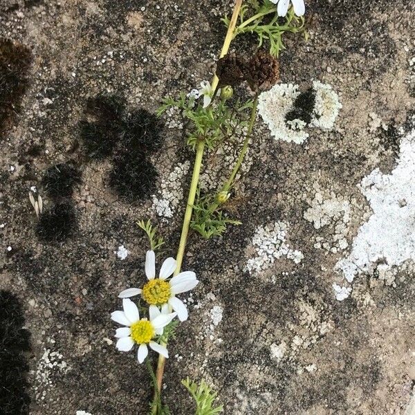 Anthemis cotula Other