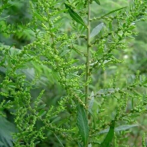 Dysphania ambrosioides Flower