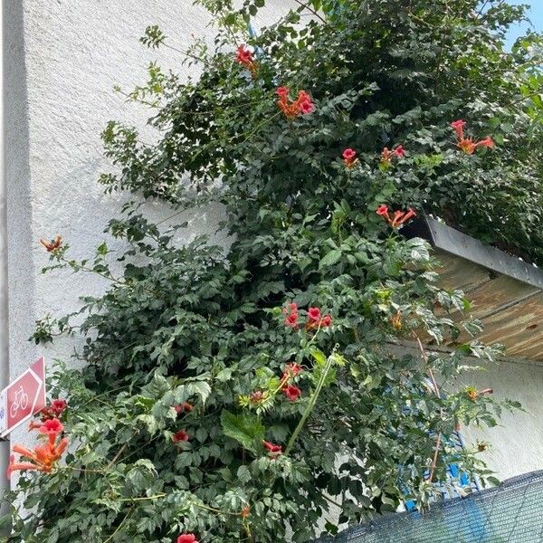 Campsis radicans Hábitos