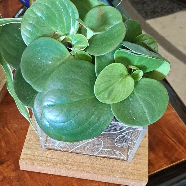 Peperomia obtusifolia Листок