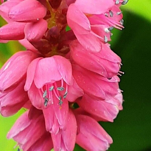 Persicaria orientalis Flower