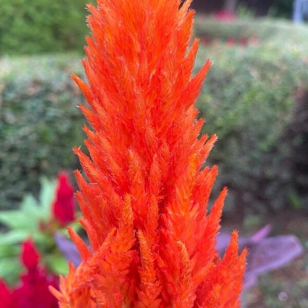 Celosia argentea Flower