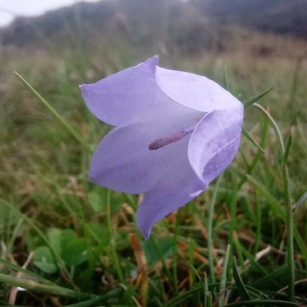 Campanula rotundifolia Blomma