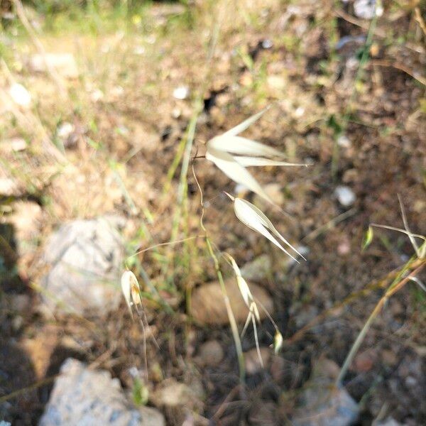 Avena sterilis Blodyn