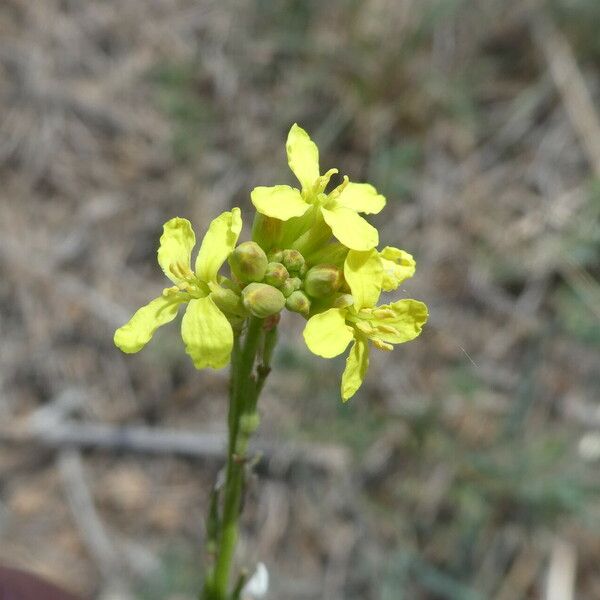 Rapistrum rugosum Flor