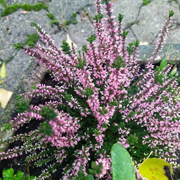 Calluna vulgaris Flor