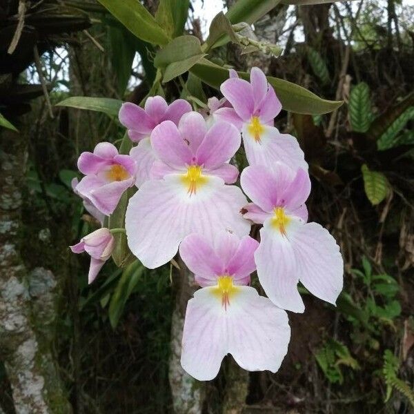 Papilionanthe teres Blomst