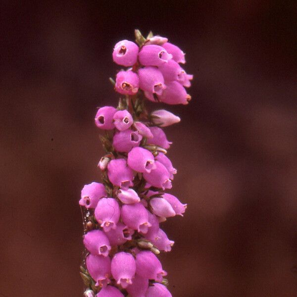 Erica cinerea Flor