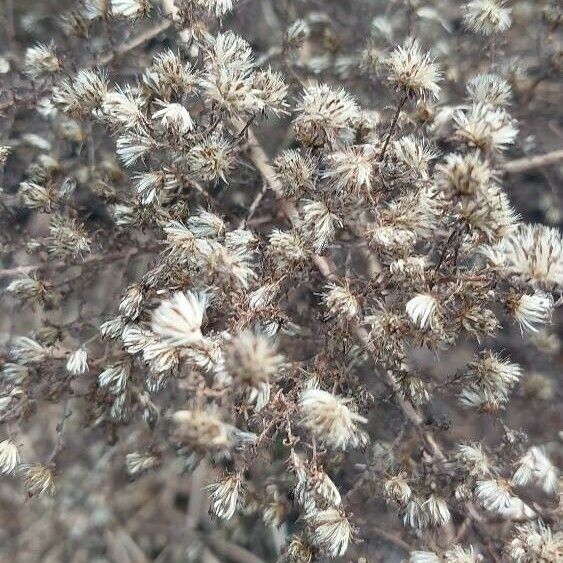 Dittrichia graveolens Fruit