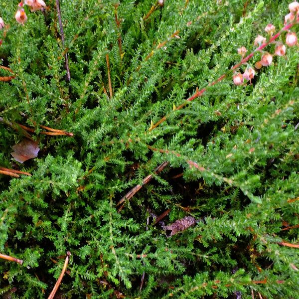 Calluna vulgaris 叶