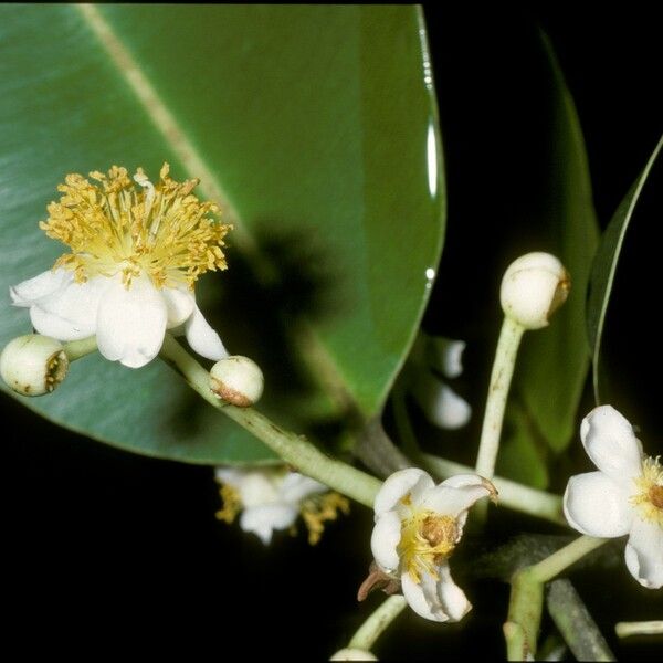 Calophyllum inophyllum Blüte