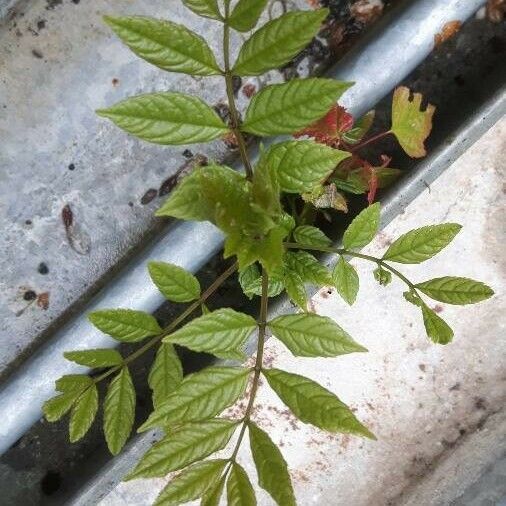 Fraxinus excelsior পাতা