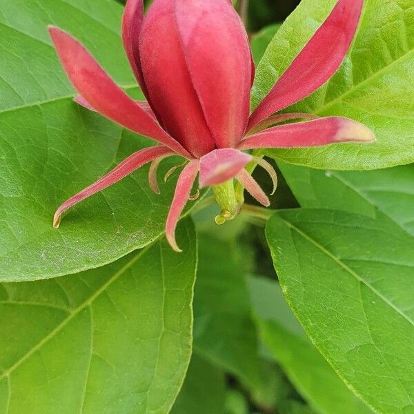 Calycanthus floridus Blomma