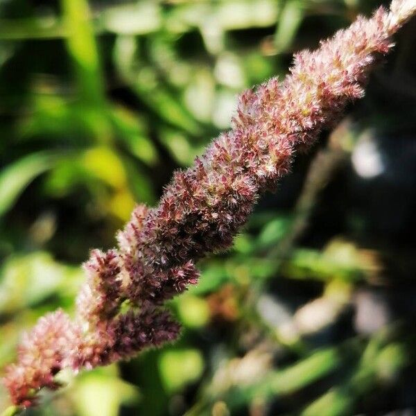 Polypogon viridis Blodyn