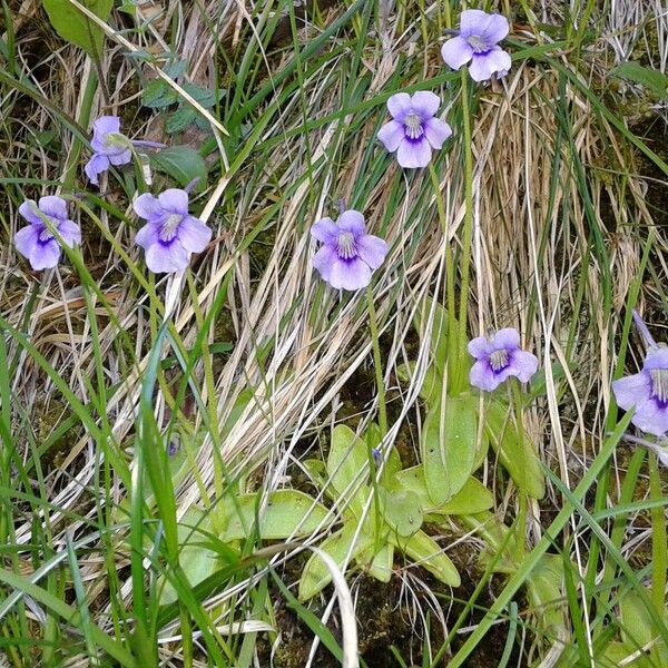 Pinguicula grandiflora Floro