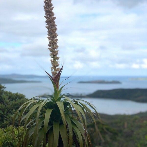 Dracophyllum verticillatum ᱥᱟᱠᱟᱢ