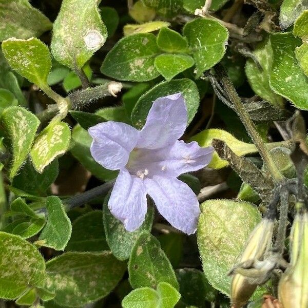 Ruellia patula Blomma