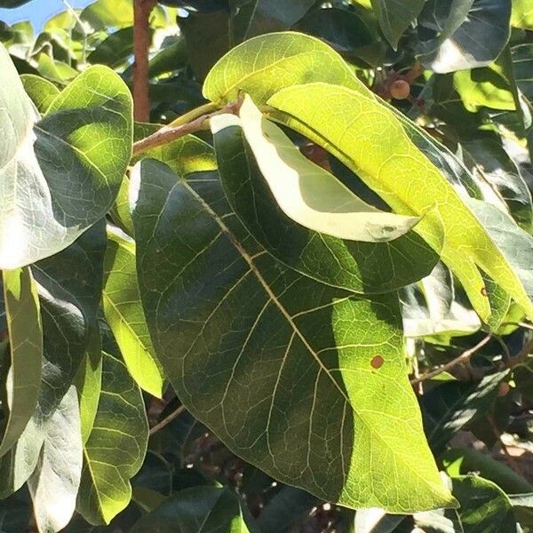 Ficus ingens Leaf