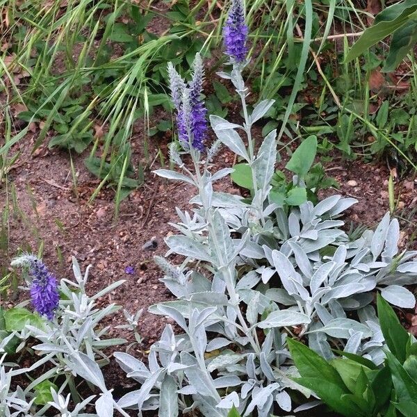 Veronica spicata Хабит