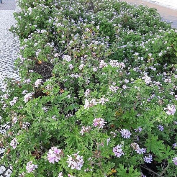 Pelargonium graveolens Other