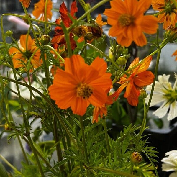 Cosmos sulphureus Flor