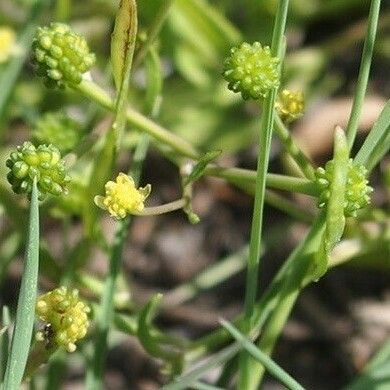 Ranunculus ophioglossifolius Flower