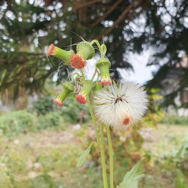 Crassocephalum crepidioides Flower