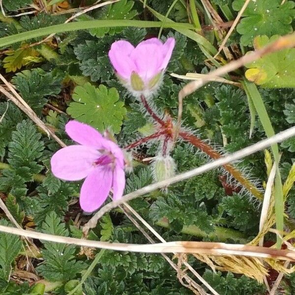 Erodium acaule Žiedas