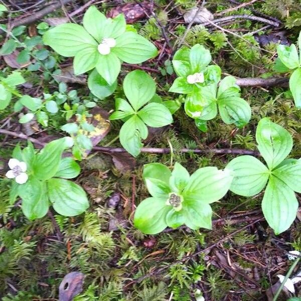 Cornus canadensis Schors