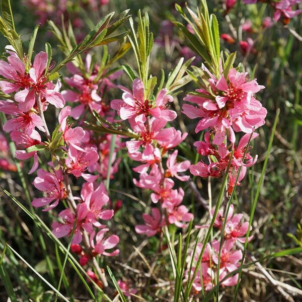 Prunus tenella Blüte