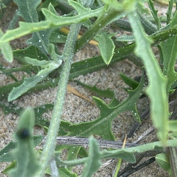 Centaurea aspera Leaf