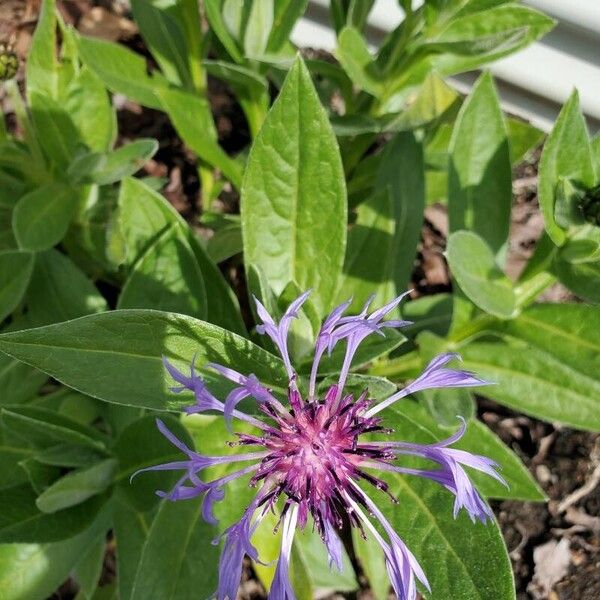 Centaurea triumfettii 花