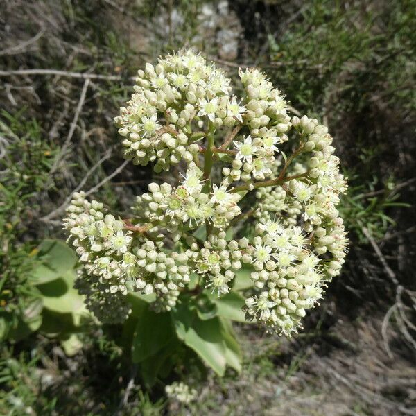 Hylotelephium maximum Fleur