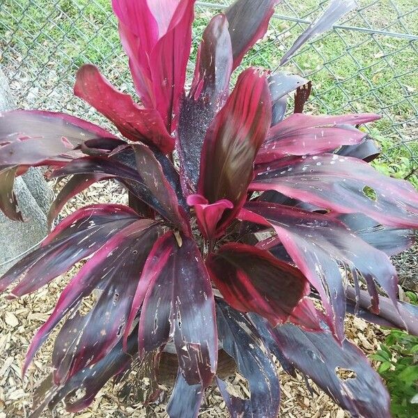 Cordyline australis Blatt