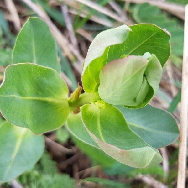 Cerinthe glabra Diğer