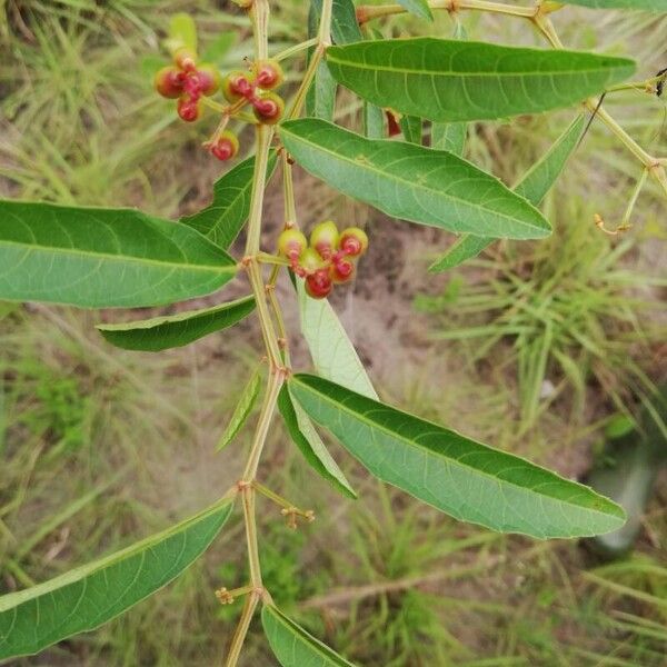 Cissus guerkeana Vili