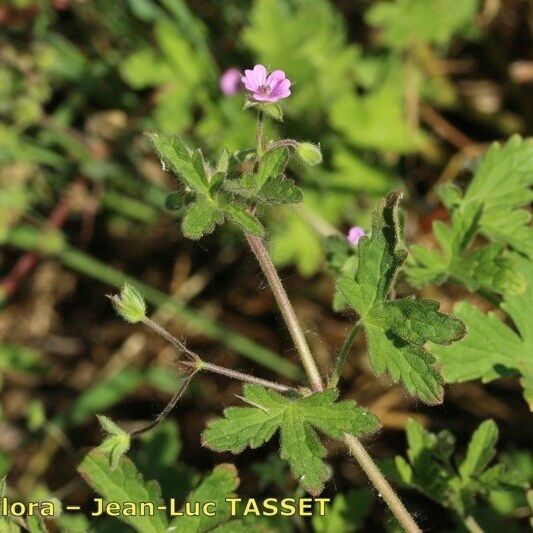 Geranium divaricatum പുഷ്പം