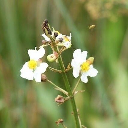 Sagittaria lancifolia Flower