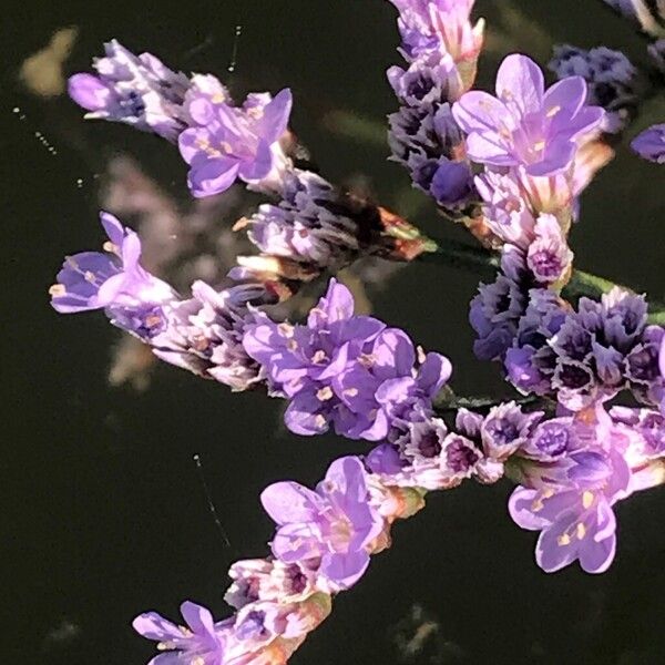 Limonium vulgare Blüte