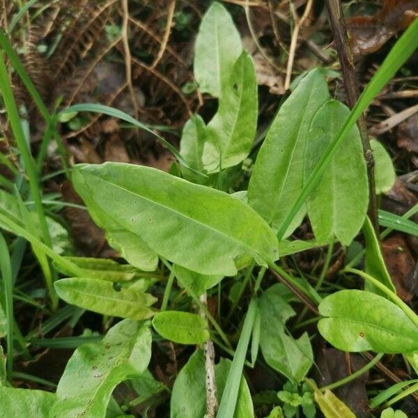 Rumex acetosa Leaf