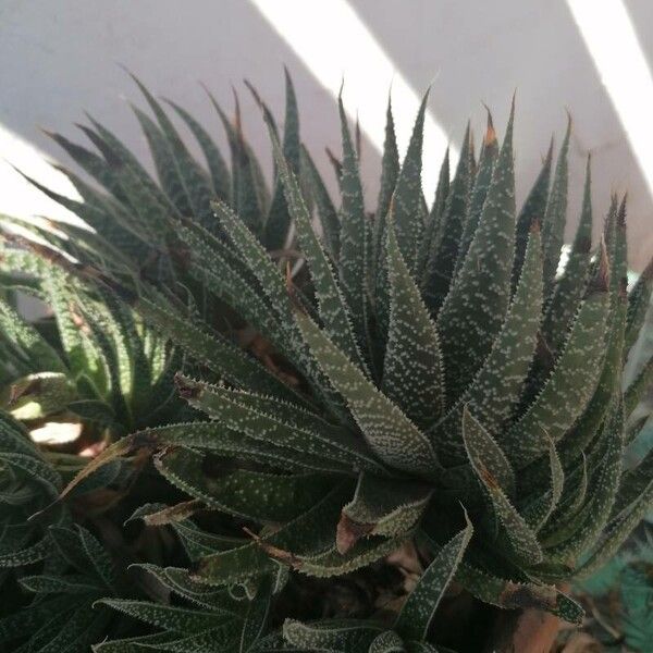 Aloe aristata برگ