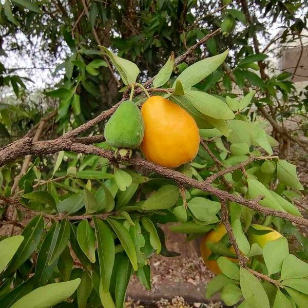 Eugenia pyriformis Fruit