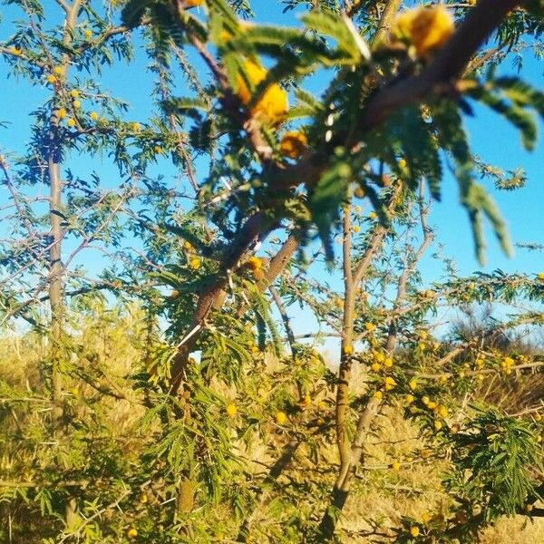 Vachellia farnesiana Flower