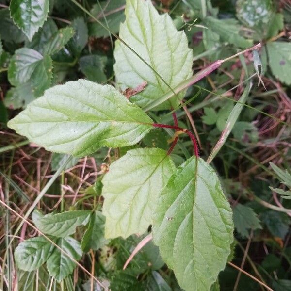 Viburnum dentatum Leaf