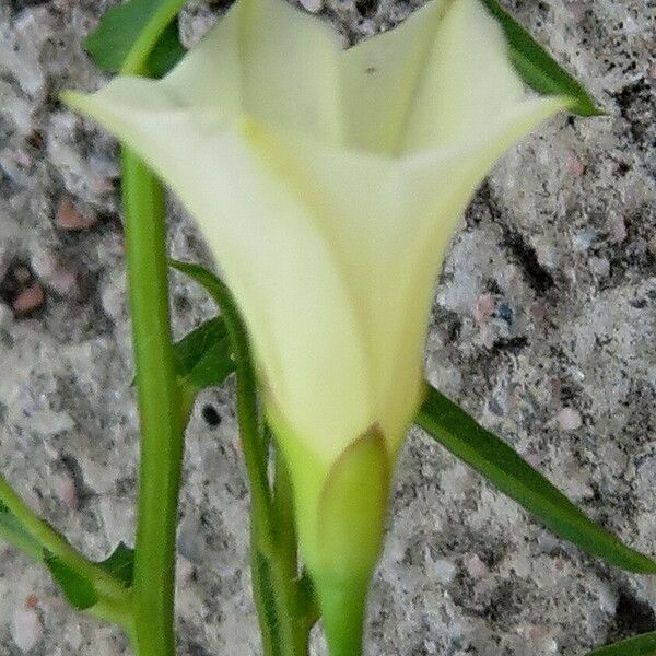 Xenostegia tridentata Цвят