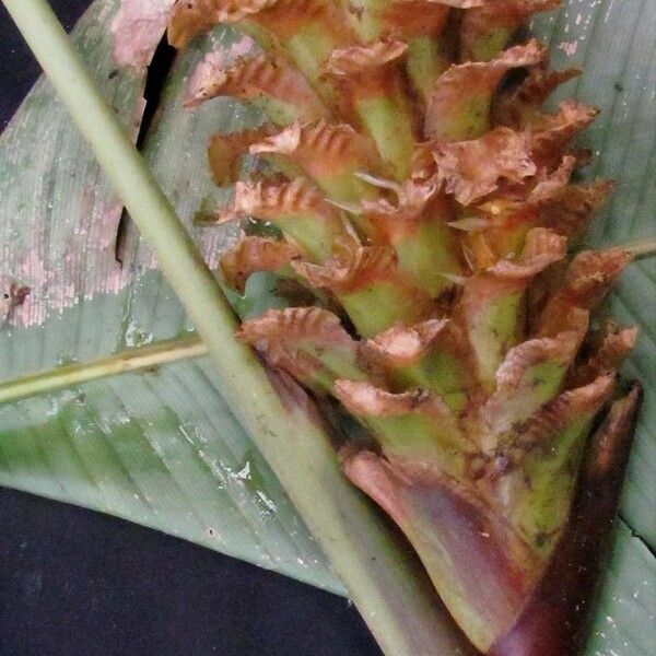 Calathea guzmanioides Fruit