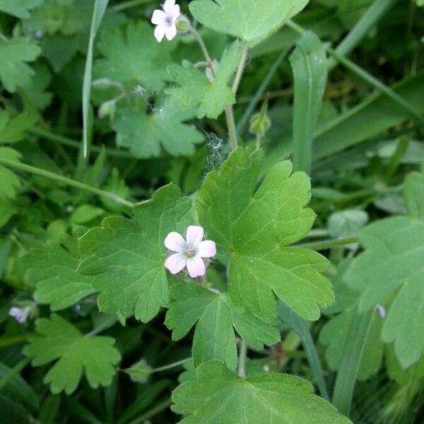 Geranium rotundifolium Blüte